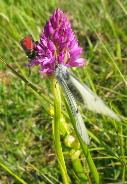 Due farfalled e un fiore